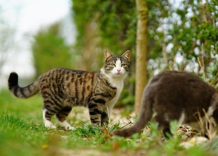 Nomes Para Animais de Estimação