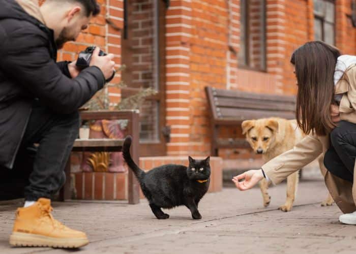 Animais de Estimação Pequenos