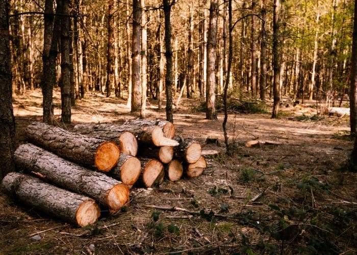 Desmatamento na Amazônia