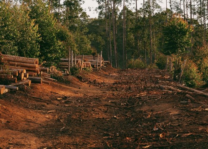 Desmatamento na Amazônia