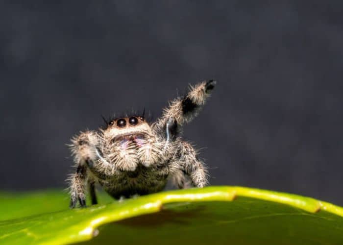 Aranha de estimação