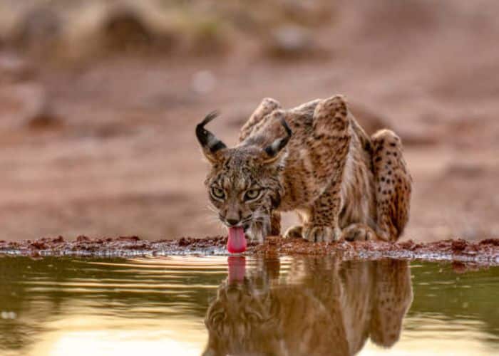 Animais de estimação exóticos