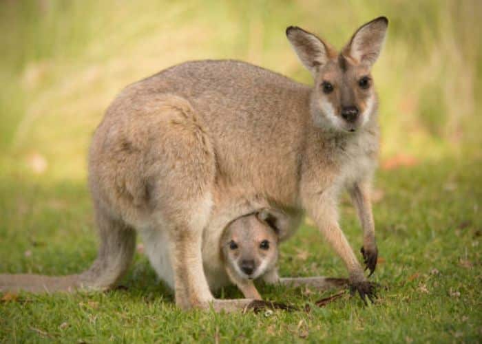 Animais de estimação exóticos