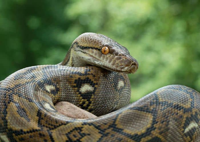 Animais de estimação exóticos