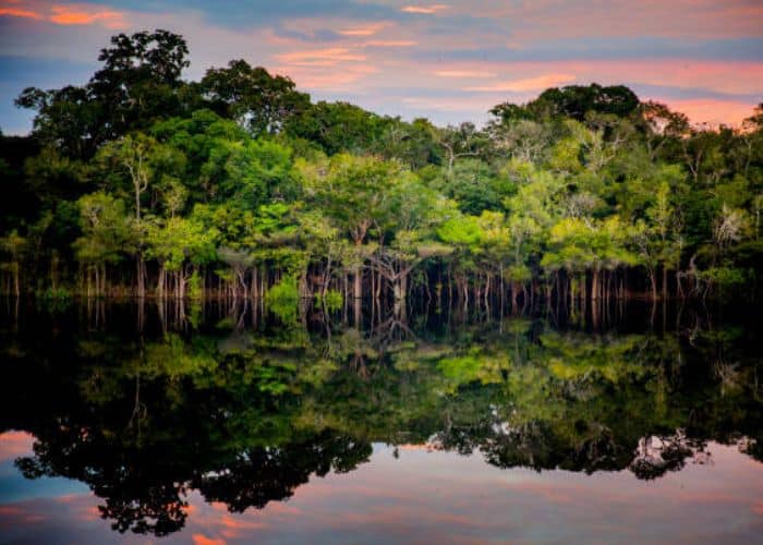 Como preservar a amazônia