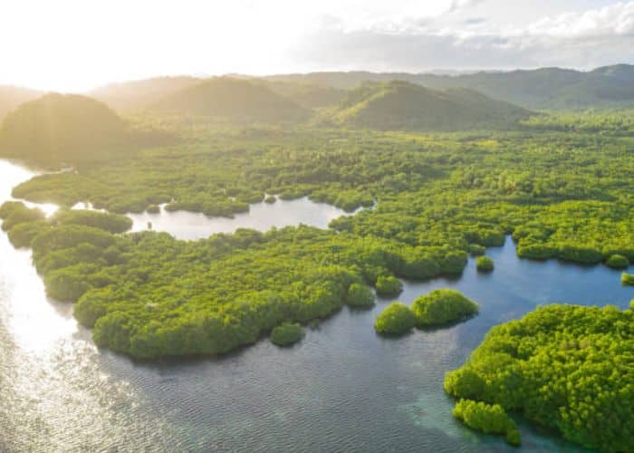 Como preservar a amazônia