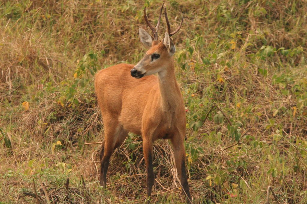 Cervo do pantanal