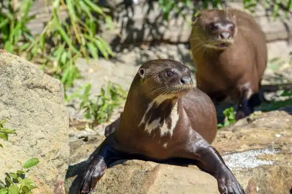 Ariranha - Animais em extinção no Brasil