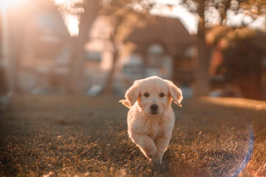 Golden Retriever - Curiosidades sobre cachorros