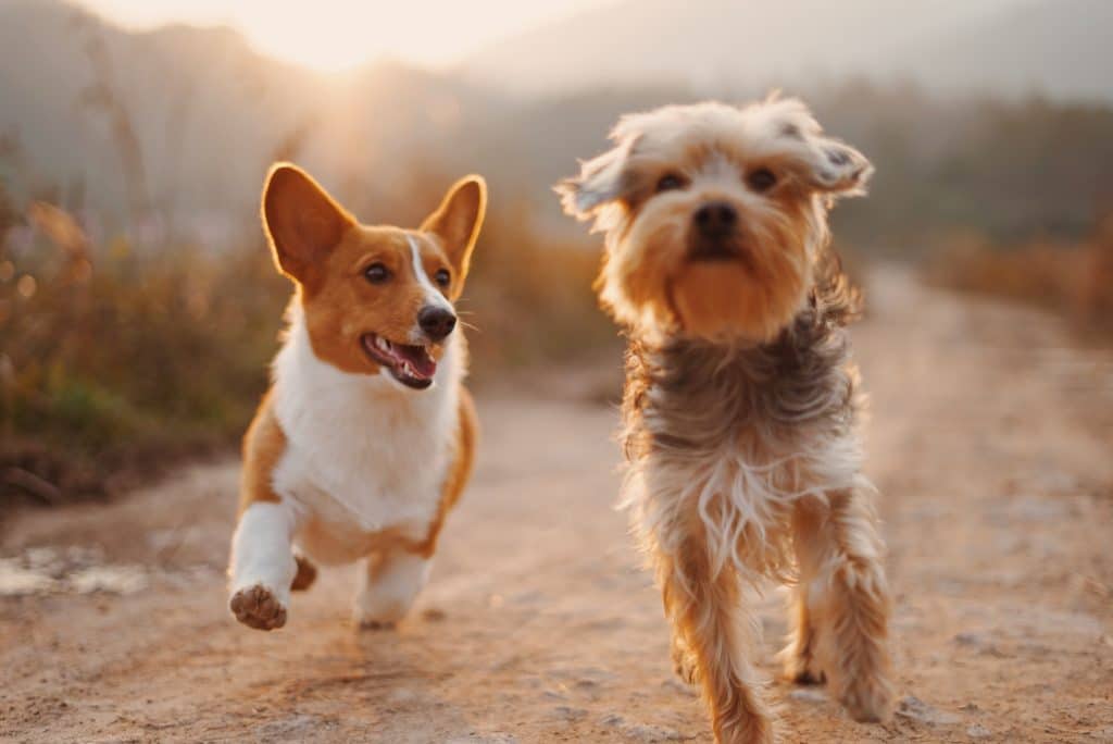 Cachorros podem se apaixonar - Curiosidades sobre cachorros