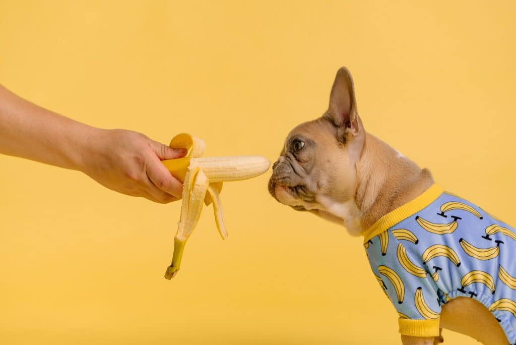 Cachorro pode comer banana - frutas que cachorro pode comer