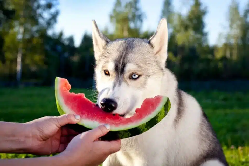 Melancia é uma excelente fruta para cachorro - Frutas que cachorro pode comer