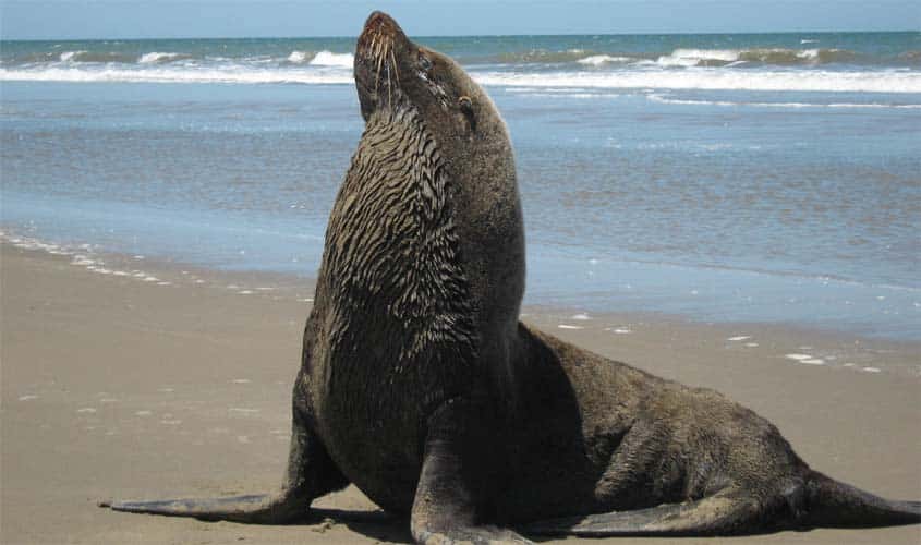 Lobo Marinho Sul Americano - O que são animais silvestres