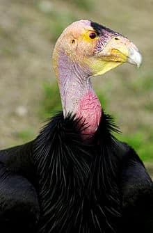 Condor californiano - Animais mais feios do mundo