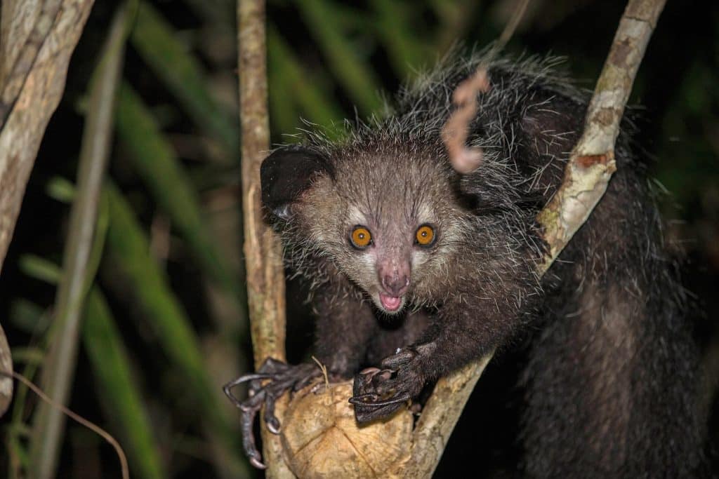 Aye-Aye - Animais mais feios do mundo