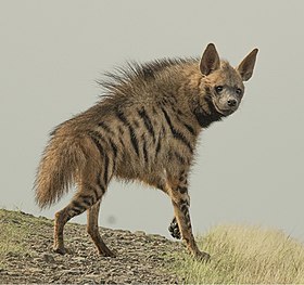 Hiena - Animais mais feios do mundo