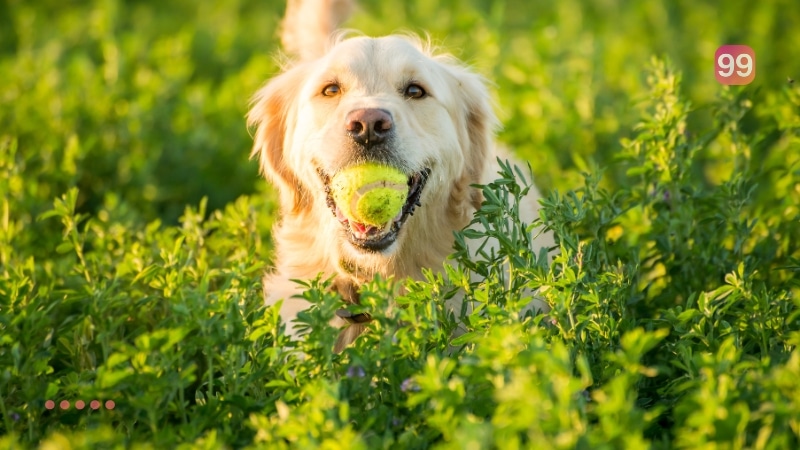 Abrigo de cães Abrigo de cães
